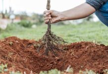 Τι φυτεύουμε τον Ιανουάριο;