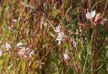 Γκάουρα, ένα φυτό με λουλούδια σε σχήμα πεταλούδας