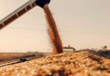 Γιατί ο κόσμος άρχισε ξανά να συσσωρεύει τρόφιμα – Η φινλανδική «προφητεία» και το κακό προηγούμενο της Κίνας